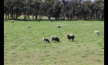  WA livestock producers are being asked for feedback on tagging and branding options.