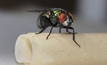 Australian sheep blowfly genome mapped