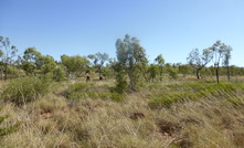 Paperbark