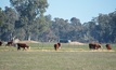  Cattle prices are red hot in WA. Picture Mark Saunders