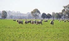 The sheep are in the crop