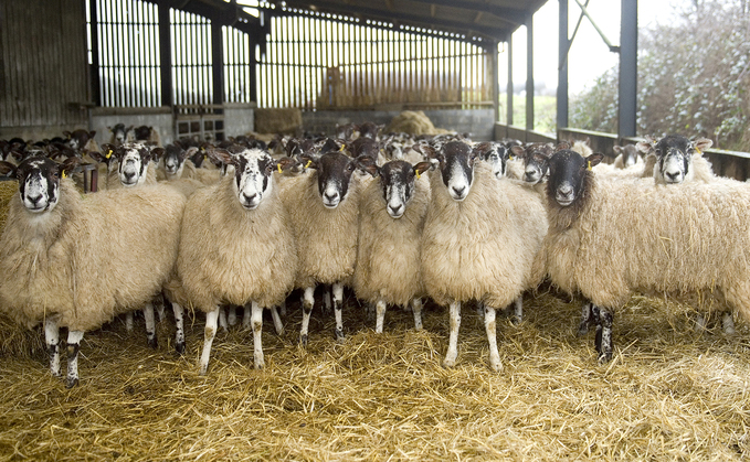 70 per cent of foetal development takes place in the last six weeks of gestation, therefore, optimal ewe nutrition in late pregnancy is paramount to flock output. 