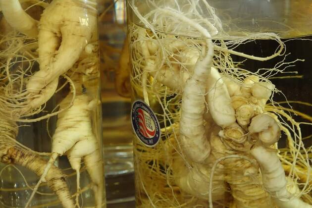 Feature: American ginseng farmers grappling with uncertainty amid trade tensions