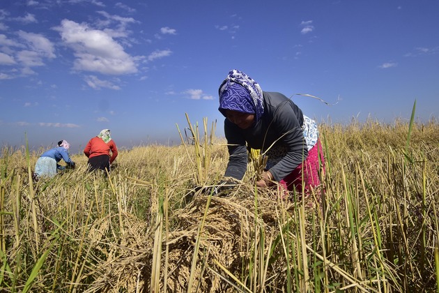 INDIA-ASSAM-NAGAON-PADDY HARVESTING