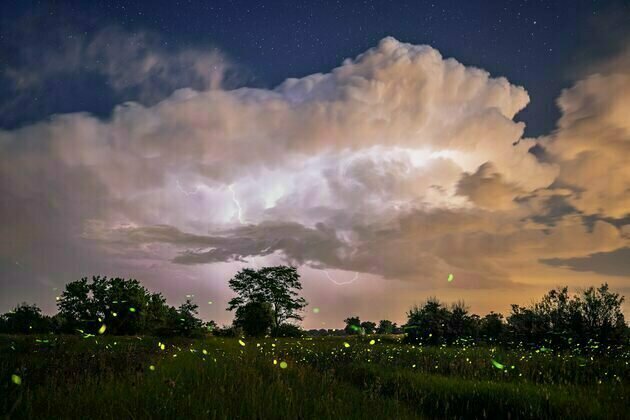 Fleeting fireflies illuminate Colorado summer nights - and researchers are watching