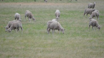 Certain weeds can pose a risk to livestock.
