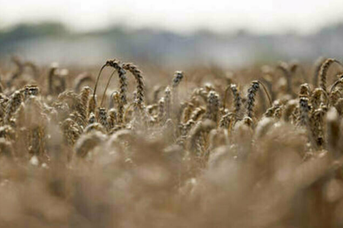 EU to reduce agricultural imports from Ukraine - AFP
