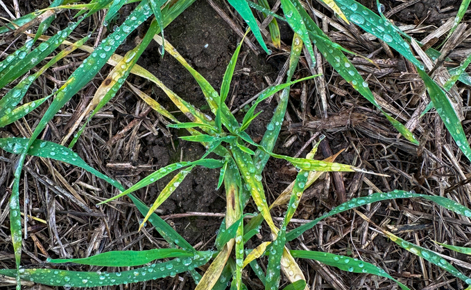 National survey finds that Wheat Dwarf Virus is now widespread in UK