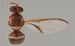 Updated fruit fly identification handbook a welcome resource