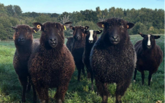 Woolly winner revealed as British Wool's 'Sheep of the Year' 2025