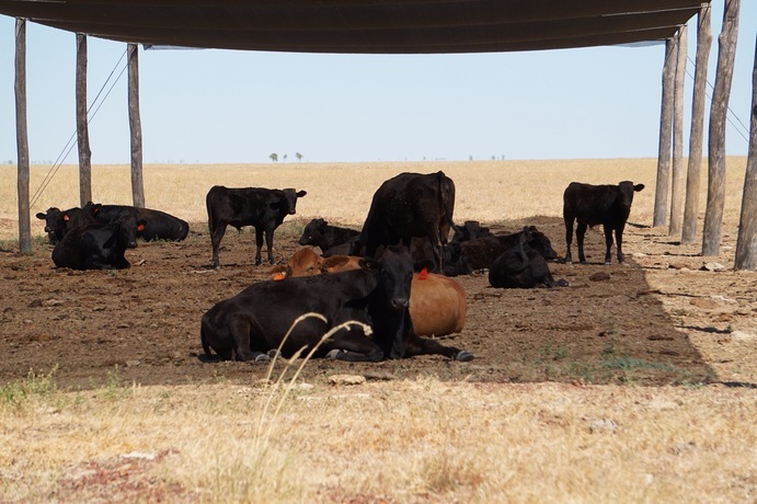 Research in the Northern Territory has shown heifers can benefit from the provision of shade when it comes to calving rates.