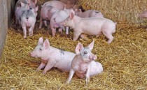 Scottish pig sector is fighting for its future