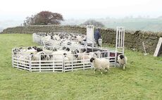 Review: New Alligator Pro 250 sheep handling system put through its paces