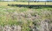 Pasture dieback remains a mystery, for now
