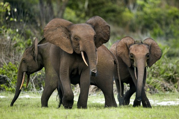 Fruit famine is causing elephants to go hungry in Gabon