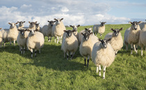 NSA members bring sheep farming into the classroom  