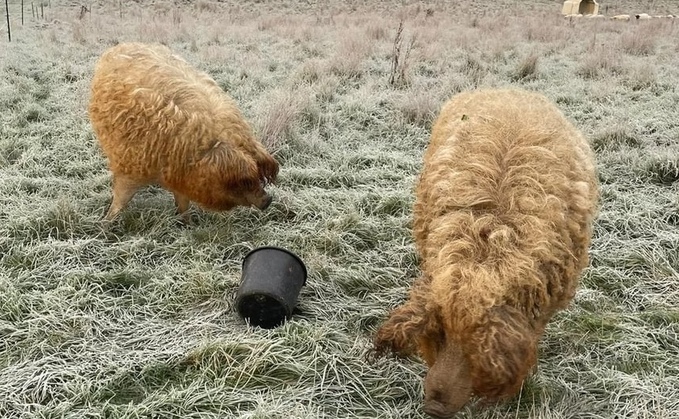 Mangalitza pigs Tango and Sprite get to work at their new Surrey home