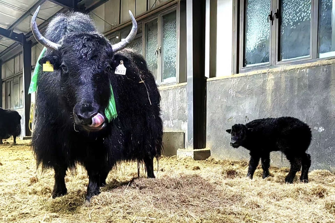 CHINA-XIZANG-YAK CLONING (CN)