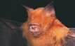 The leaf-nosed bat. Photo: Australian Museum