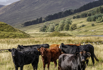 Drop in Scottish livestock figures leads to near record low for ag emissions