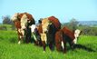 Drenching can add up to heavier cattle