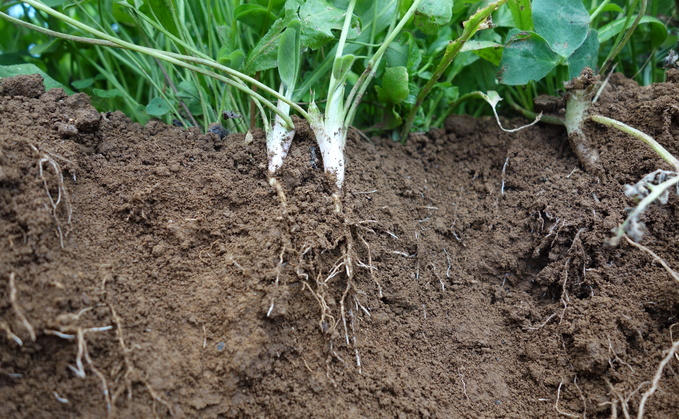 Defra has decided to lift restrictions on the dataset that underpins understanding of the soils of England and Wales