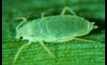 Victorian and Tasmanian grain growers need to monitor crops for Russian Wheat Aphid. Picture courtesy Agriculture Victoria.