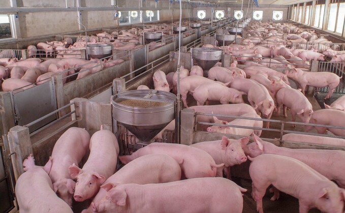 Global Ag View: California pork welfare law takes effect