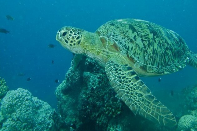Pak losing traditional nesting sites for sea turtles: Rpt