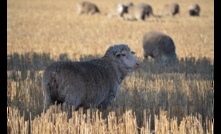  New survey shows sentiment about the sheepmeat industry has fallen.  Picture Mark Saunders.