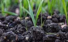 Delayed drilling advised for weed-burdened cereals