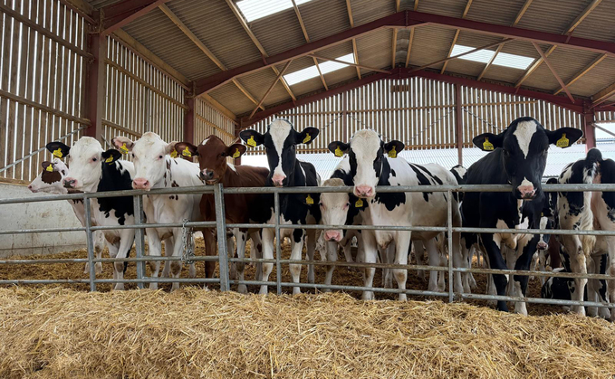 The herd at The Sycamores is predominantly Holstein, with a handful of Dairy Shorthorns and Guernseys.
