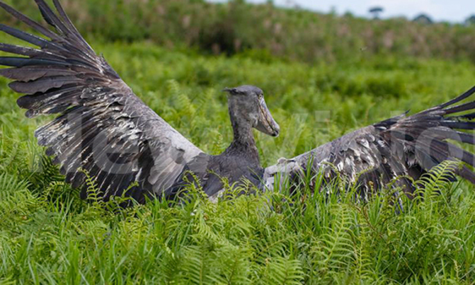 Rescued Shoebill flaps home Rescued Shoebill flaps home