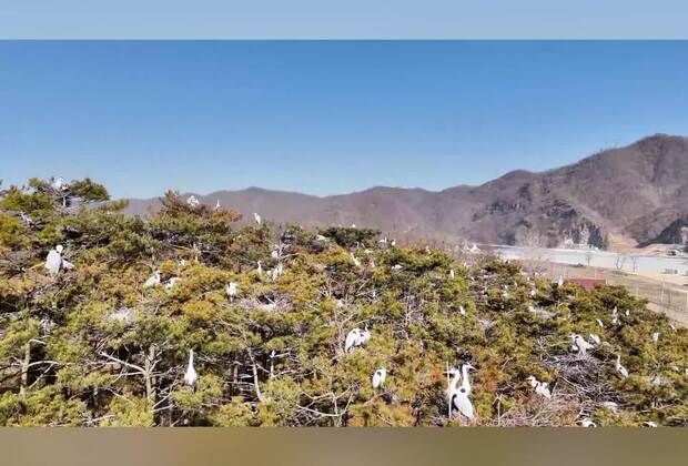 60"FlyOverChina | Herons nest in NE China's riverside habitats