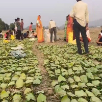 Chhattisgarh: Thousands benefit from tendu leaf collection scheme in Balrampur