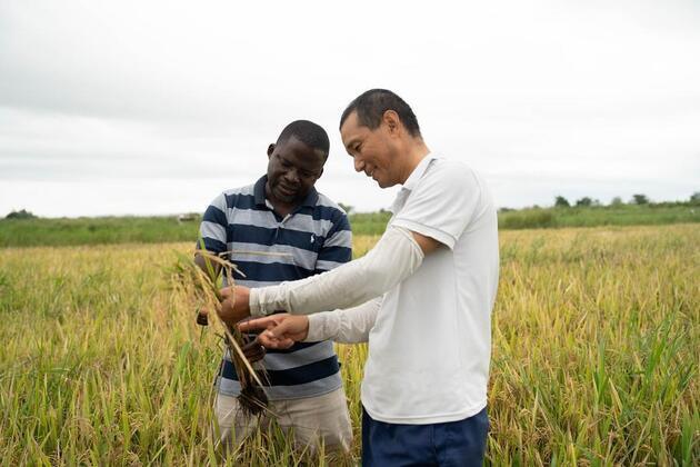 (Hello Africa) Chinese experts help improve agricultural productivity in Mozambique