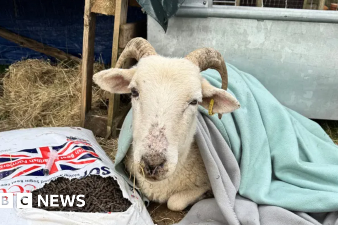 West Sussex wheelchair fundraiser for sheep which 'keeps falling over'