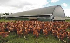 Pig and poultry forums: Feed high on the net zero agenda