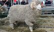 Wool industry gets a royal boost