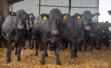 Scheme to increase the amount of Wagyu beef on offer in the UK
