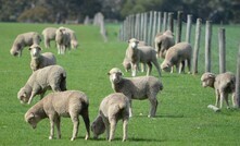 A $3 million Green Sheep Project has started and includes various producer and landholder groups from around Australia.