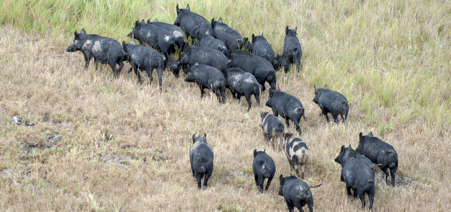 According to the National Feral Pig Action Plan, feral pig populations can increase by 86 per cent in one year if no control is conducted. Credit: John Carnemolla, Shutterstock.