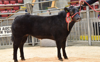 Sales round up: Show calves at Skipton, Cheviots at Longtown, dairy sales