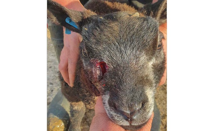 Dog shot by farmer sparks responsible ownership plea