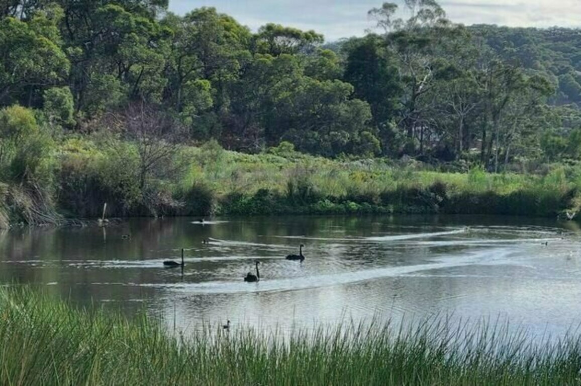 Surviving swamps on South Australia's parched Fleurieu Peninsula are a lifeline to wildlife - and farmers