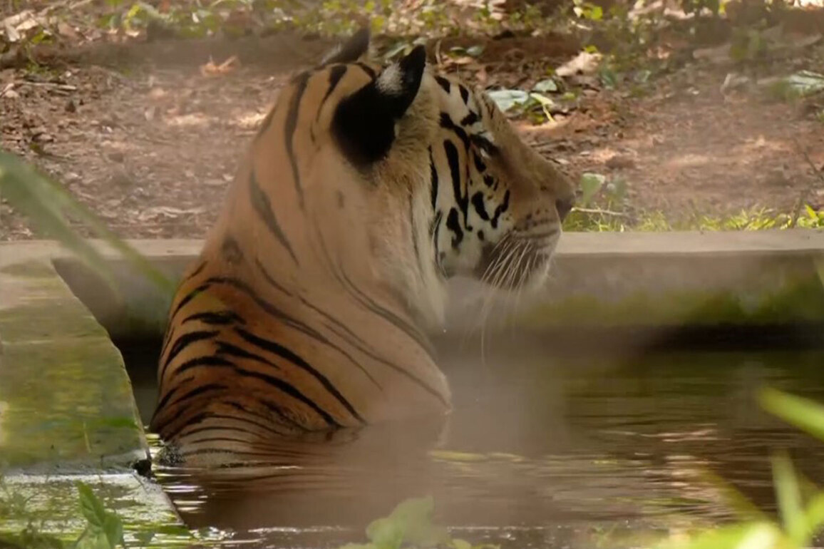 Mist sprays, foggers, cooling pools and water-rich diets: Nandankanan Zoo preps for 'intense heat'