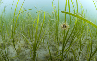 'We need to make sure it goes undisturbed': Groundbreaking research maps vast UK seabed carbon stores