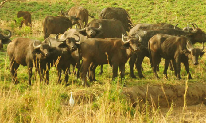How prepared is NEMA for the oil waste? How prepared is NEMA for the oil waste?