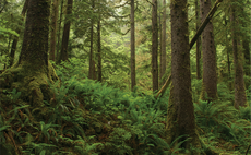 'Style and sustainability go hand in hand': Fashion brands sign up to Canopy's anti-deforestation initiative