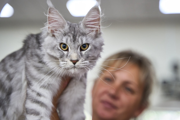 RUSSIA-VLADIVOSTOK-CAT SHOW